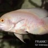 Roter Albino Oscar, Pfauenaugenbuntbarsch, Astronotus Ocellatus, 1 Roter Albino Oscar, Pfauenaugenbuntbarsch, Astronotus Ocellatus, -Zoofachgeschäft Astronotus ocellatus RED ALBINO