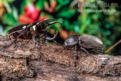 Atlaskäfer, Chalcosoma Atlas -Zoofachgeschäft Atlaskaefer Chalcosoma atlas 3