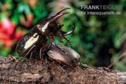 Atlaskäfer, Chalcosoma Atlas -Zoofachgeschäft Atlaskaefer Chalcosoma atlas 5