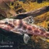 Augenfleckwels, Auchenoglanis Occidentalis (Giraffenwels) 2 Augenfleckwels, Auchenoglanis Occidentalis (Giraffenwels) -Zoofachgeschäft Auchenoglanis occidentalis