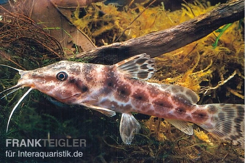 Augenfleckwels, Auchenoglanis occidentalis (Giraffenwels) Augenfleckwels, Auchenoglanis Occidentalis (Giraffenwels) -Zoofachgeschäft Auchenoglanis occidentalis