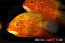 Augenfleck-Buntbarsch, Heros Severus "Red Spotted" -Zoofachgeschäft Augenfleck Buntbarsch Heros severus Red spotted 2