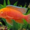 Aulonocara Firefish "Coral Red Albino" -Zoofachgeschäft Aulonocara Firefish Coral Red Albino