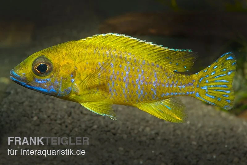 Aulonocara baenschi "Benga", DNZ Aulonocara Baenschi "Benga", DNZ -Zoofachgeschäft Aulonocara baenschi Benga