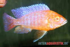 Aulonocara Spec. Dragon Blood Albino, DNZ