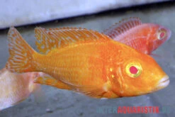 Aulonocara Spec. Dragon Blood Albino, DNZ -Zoofachgeschäft Aulonocara spec Dragon Blood albino 3