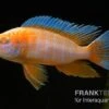 Kaiserbuntbarsch Albino Eureka, Aulonocara Eureka Albino -Zoofachgeschäft Aulonocara spec Eureka Albino