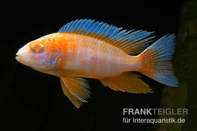 Kaiserbuntbarsch albino eureka, Aulonocara eureka albino Kaiserbuntbarsch Albino Eureka, Aulonocara Eureka Albino -Zoofachgeschäft Aulonocara spec Eureka Albino