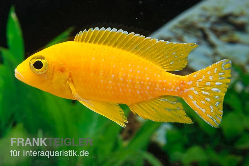 Aulonocara spec. Safran, DNZ Aulonocara Spec. Safran, DNZ -Zoofachgeschäft Aulonocara spec SAFRAN