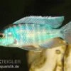 Türkisblauer Aulonocara, Aulonocara Spec. Turquoise, DNZ -Zoofachgeschäft Aulonocara spec Turquoise