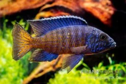 Aulonocara Stuartgranti "Ngara", DNZ -Zoofachgeschäft Aulonocara stuartgranti Ngara 2