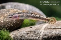 Aureofuscus-Grundel, Stiphodon Aureofuscus, 1 Paar -Zoofachgeschäft Aureofuscus Grundel Stiphodon aureofuscus 3