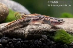 Aureofuscus-Grundel, Stiphodon Aureofuscus, 1 Paar -Zoofachgeschäft Aureofuscus Grundel Stiphodon aureofuscus 4