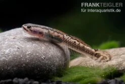 Aureofuscus-Grundel, Stiphodon Aureofuscus, 1 Paar -Zoofachgeschäft Aureofuscus Grundel Stiphodon aureofuscus 5
