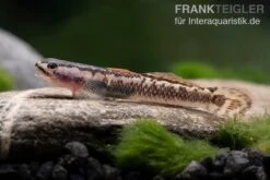 Aureofuscus-Grundel, Stiphodon Aureofuscus, 1 Paar -Zoofachgeschäft Aureofuscus Grundel Stiphodon aureofuscus 6