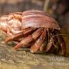 Australischer Landeinsiedlerkrebs, Coenobita Variabilis -Zoofachgeschäft Australischer Landeinsiedlerkrebs Coenobita variabilis1