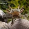 Axolotl Naturfarben, Ambystoma Mexicanum -Zoofachgeschäft Axolotl Wildling 1