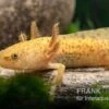 Axolotl Kupfer, Ambystoma Mexicanum -Zoofachgeschäft Axolotl kupfer Ambystoma mexicanum 1
