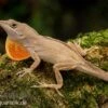 Bahama-Anolis, Anolis Sagrei -Zoofachgeschäft Bahama Anolis Anolis sagrei 1