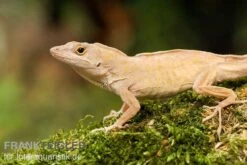 Bahama-Anolis, Anolis Sagrei -Zoofachgeschäft Bahama Anolis Anolis sagrei 3