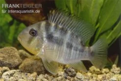 Ballonkopf Erdfresser, Gymnogeophagus Balzani -Zoofachgeschäft Ballonkopf Erdfresser Gymnogeophagus balzani 1