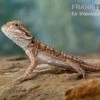 Bartagame, Pogona Vitticeps, Farbmix 1 Bartagame, Pogona Vitticeps, Farbmix -Zoofachgeschäft Bartagame Pogona vitticeps Leatherback Striped 6