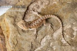 Bartagame, Pogona Vitticeps, Farbmix -Zoofachgeschäft Bartagame Pogona vitticeps Red Bearded Dragon 3