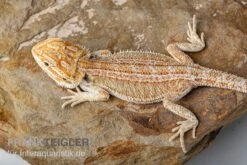 Bartagame, Pogona Vitticeps, Farbmix -Zoofachgeschäft Bartagame Pogona vitticeps Red Hypo Striped 1
