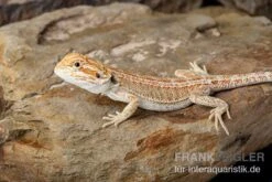 Bartagame, Pogona Vitticeps, Farbmix -Zoofachgeschäft Bartagame Pogona vitticeps Red Hypo Striped 8