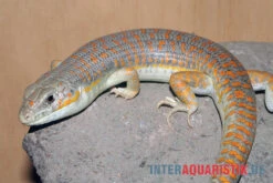 Berberskink, Eumeces Schneiderii -Zoofachgeschäft Berberskink Eumeces schneiderii 1