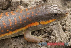 Berberskink, Eumeces Schneiderii -Zoofachgeschäft Berberskink Eumeces schneiderii neu 3