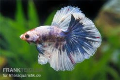 Halfmoon Kampffisch Multi Color NZ, Männchen, Betta Splendens 3 Halfmoon Kampffisch Multi Color NZ, Männchen, Betta Splendens -Zoofachgeschäft Betta splendens Half Moon Multicolor 1 7