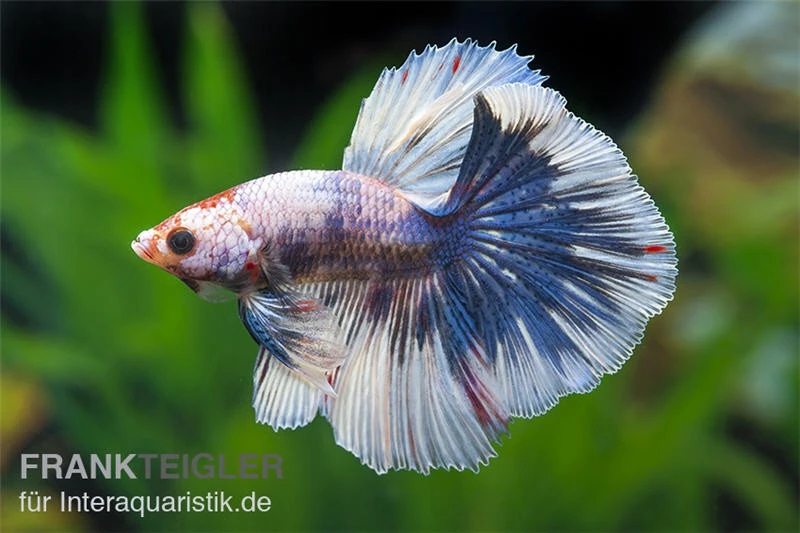 Halfmoon Kampffisch Multi Color NZ, Männchen, Betta splendens Halfmoon Kampffisch Multi Color NZ, Männchen, Betta Splendens -Zoofachgeschäft Betta splendens Half Moon Multicolor 1 7