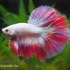 Halfmoon Kampffisch Multi Color NZ, Männchen, Betta Splendens 2 Halfmoon Kampffisch Multi Color NZ, Männchen, Betta Splendens -Zoofachgeschäft Betta splendens Half Moon Multicolor 2 18