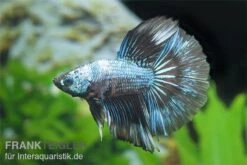 Halfmoon Kampffisch Multi Color NZ, Männchen, Betta Splendens 4 Halfmoon Kampffisch Multi Color NZ, Männchen, Betta Splendens -Zoofachgeschäft Betta splendens Half Moon Multicolor 3