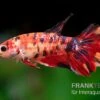 Halfmoon Kampffisch Koi Weibchen, Betta Halfmoon Koi 2 Halfmoon Kampffisch Koi Weibchen, Betta Halfmoon Koi -Zoofachgeschäft Betta splendens Nemo w 1