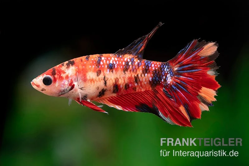 Halfmoon Kampffisch Koi Weibchen, Betta Halfmoon Koi Halfmoon Kampffisch Koi Weibchen, Betta Halfmoon Koi -Zoofachgeschäft Betta splendens Nemo w 1