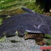 Black Catfish, Trachycorystes Trachycorystes -Zoofachgeschäft Black Catfish Trachycorystes trachycorystes 1
