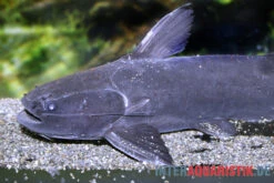 Black Catfish, Trachycorystes Trachycorystes -Zoofachgeschäft Black Catfish Trachycorystes trachycorystes 2