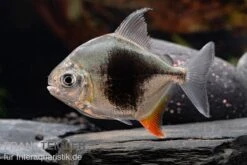 Blackberry Silver Dollar, Myleus Sp. Blackberry 3 Blackberry Silver Dollar, Myleus Sp. Blackberry -Zoofachgeschäft Blackberry Silver Dollar Myleus sp Blackberry 1