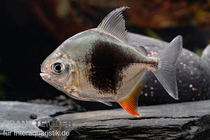 Blackberry Silver Dollar, Myleus sp. Blackberry Blackberry Silver Dollar, Myleus Sp. Blackberry -Zoofachgeschäft Blackberry Silver Dollar Myleus sp Blackberry 1