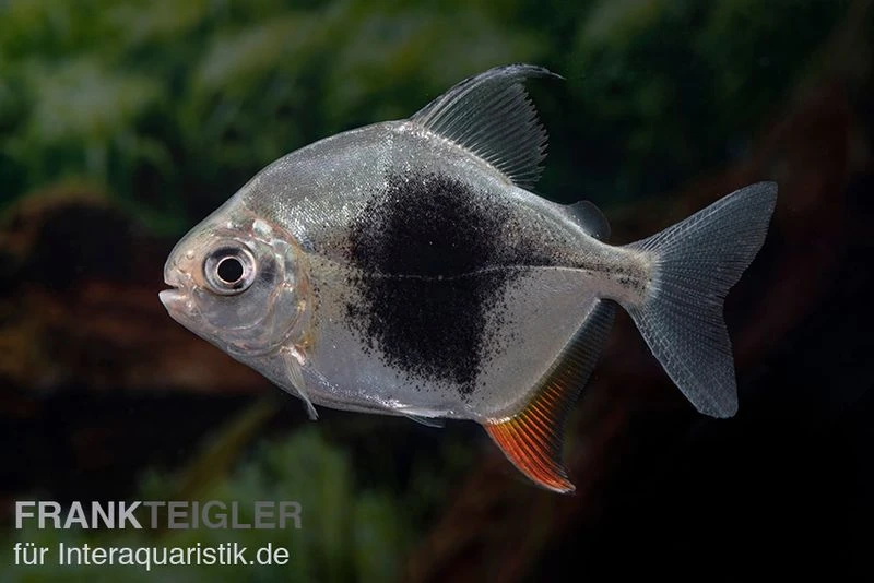 Blackberry Silver Dollar, Myleus sp. Blackberry Blackberry Silver Dollar, Myleus Sp. Blackberry -Zoofachgeschäft Blackberry Silver Dollar Myleus sp Blackberry 2