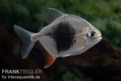 Blackberry Silver Dollar, Myleus Sp. Blackberry 4 Blackberry Silver Dollar, Myleus Sp. Blackberry -Zoofachgeschäft Blackberry Silver Dollar Myleus sp Blackberry 3