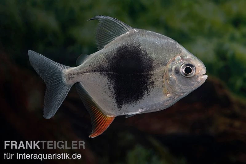 Blackberry Silver Dollar, Myleus sp. Blackberry Blackberry Silver Dollar, Myleus Sp. Blackberry -Zoofachgeschäft Blackberry Silver Dollar Myleus sp Blackberry 3