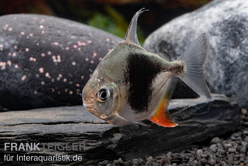 Blackberry Silver Dollar, Myleus sp. Blackberry Blackberry Silver Dollar, Myleus Sp. Blackberry -Zoofachgeschäft Blackberry Silver Dollar Myleus sp Blackberry 4