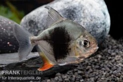 Blackberry Silver Dollar, Myleus Sp. Blackberry 6 Blackberry Silver Dollar, Myleus Sp. Blackberry -Zoofachgeschäft Blackberry Silver Dollar Myleus sp Blackberry 5