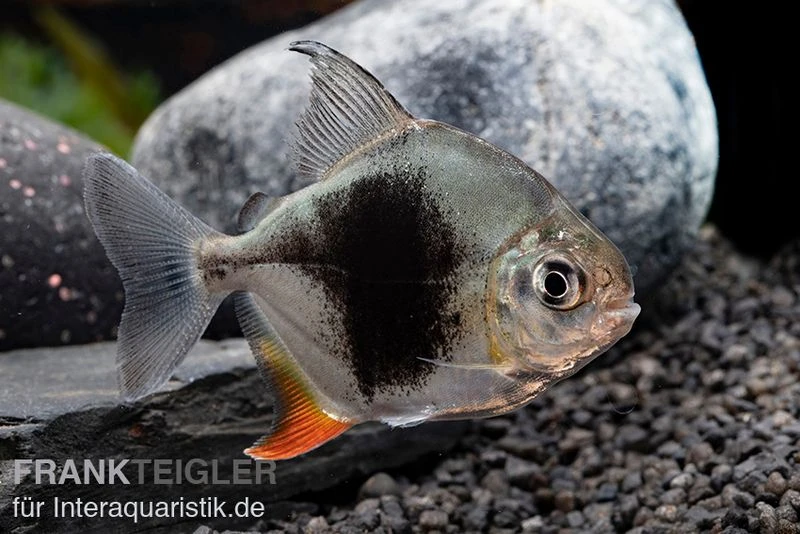 Blackberry Silver Dollar, Myleus sp. Blackberry Blackberry Silver Dollar, Myleus Sp. Blackberry -Zoofachgeschäft Blackberry Silver Dollar Myleus sp Blackberry 5