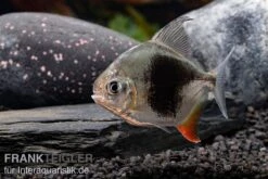 Blackberry Silver Dollar, Myleus Sp. Blackberry 7 Blackberry Silver Dollar, Myleus Sp. Blackberry -Zoofachgeschäft Blackberry Silver Dollar Myleus sp Blackberry 6