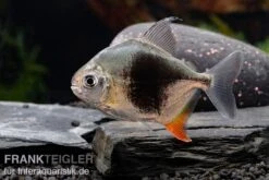 Blackberry Silver Dollar, Myleus Sp. Blackberry 8 Blackberry Silver Dollar, Myleus Sp. Blackberry -Zoofachgeschäft Blackberry Silver Dollar Myleus sp Blackberry 7