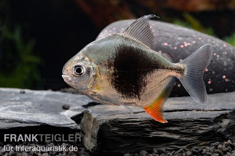 Blackberry Silver Dollar, Myleus sp. Blackberry Blackberry Silver Dollar, Myleus Sp. Blackberry -Zoofachgeschäft Blackberry Silver Dollar Myleus sp Blackberry 7